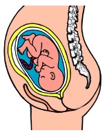 Y PA ỸPA _CGbg
